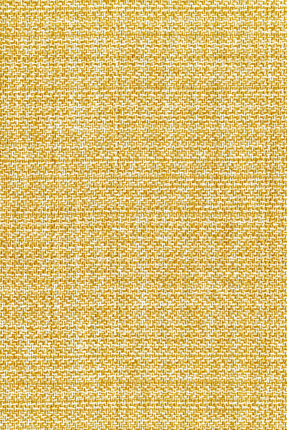 Berg Daffodil